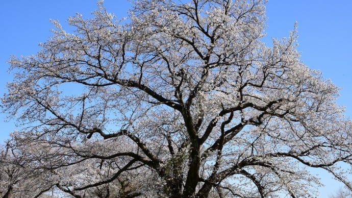 樽見鉄道沿線の桜 その2