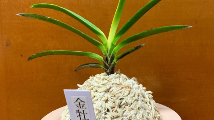金牡丹縞