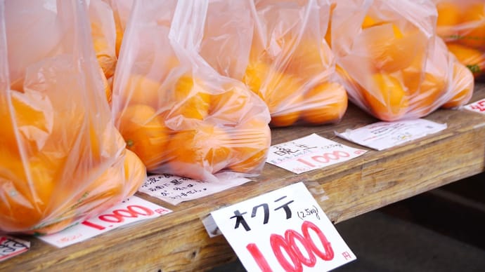 かんきつ類の宝庫・南伊勢町