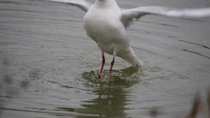 ユリカモメ