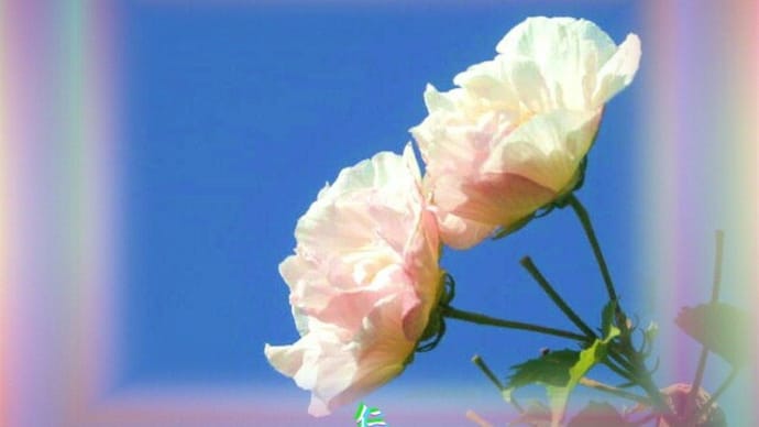 ふたりあそび575『 ほどほどに時も越えませ酔芙蓉 』ysq2701
