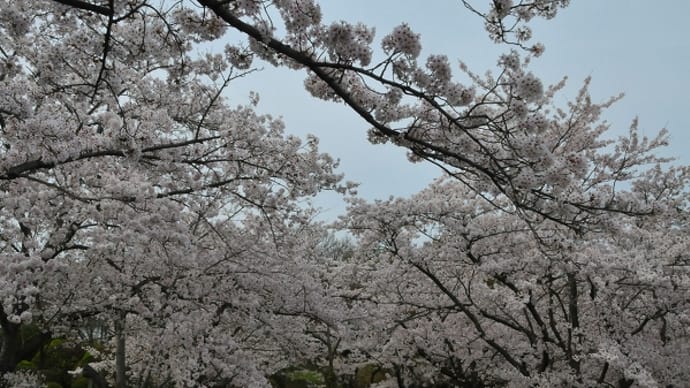 高砂市内 の 「桜」 ②