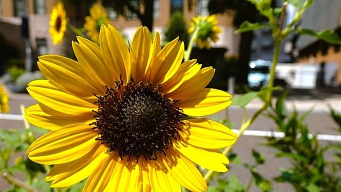 「日本大通りに咲く花たち」/みなとみらい