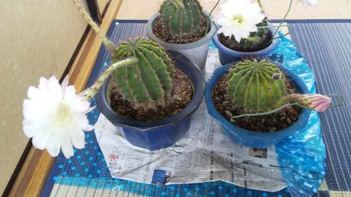 お盆の中日。