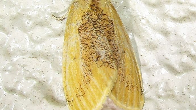 クロモンドクガ♀20200914
