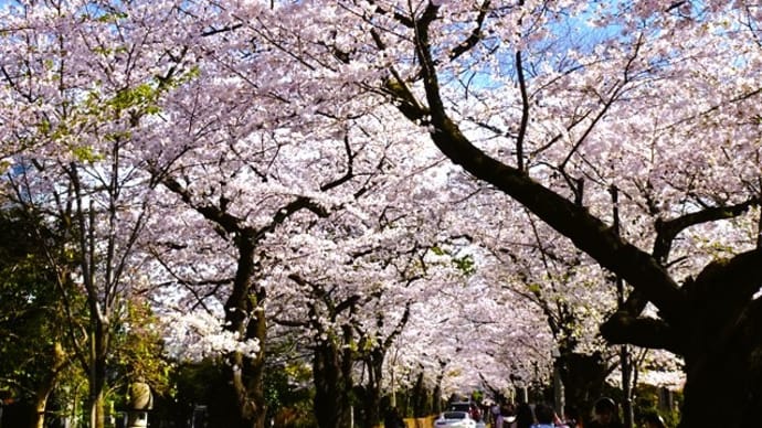 「桜」／青山霊園