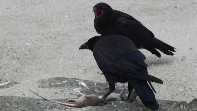 なにを食べてるの ハシボソガラス