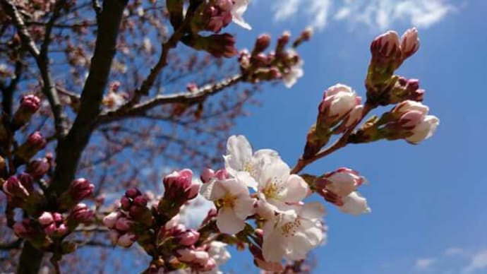 公園の桜