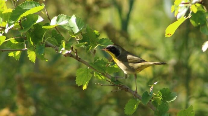 ヤシアメリカムシクイと秋の花と木の実