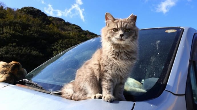 瀬戸内G島の猫たち 2025年2月 その6