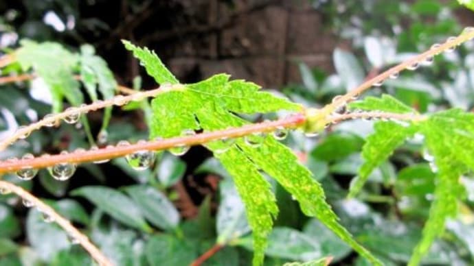 ☆雨降りで、外も静かで涼しくなって。。。