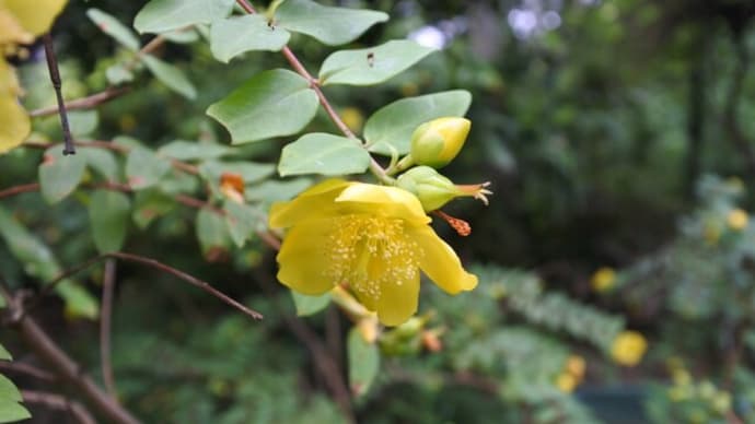 2278 納涼やしたたかに凛と咲く花よ 洋子