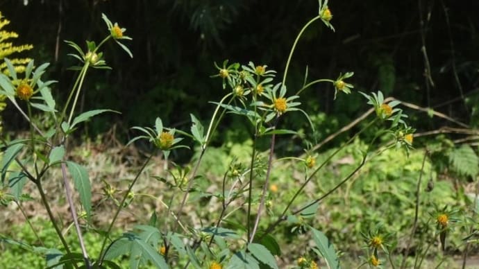 アメリカセンダングサの舌状花