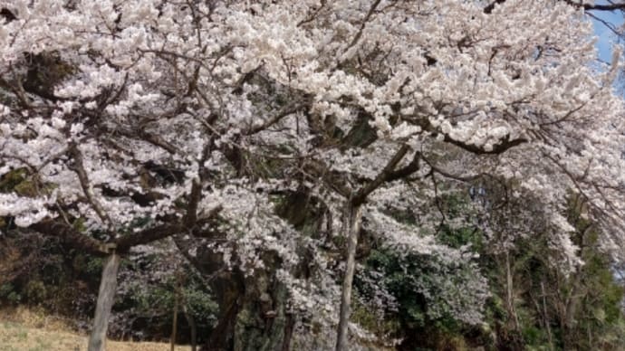弥明の桜