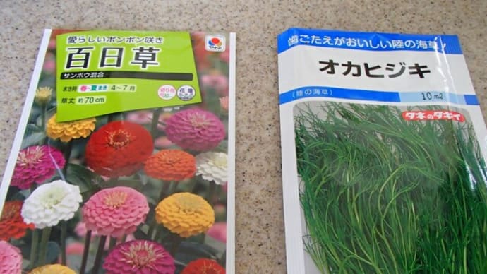 百日草の種蒔きとオカヒジキの吸水、翡翠ナスと伏見甘長唐辛子の移植