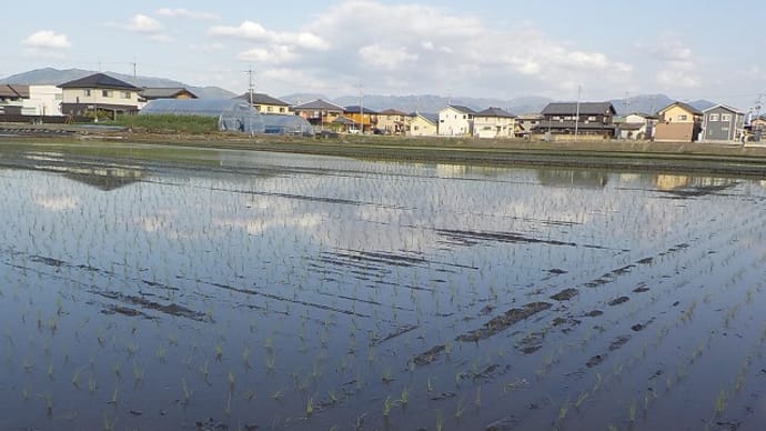 ご近所散歩の春探し(5/3)
