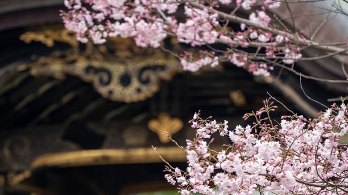 鎌倉桜逍遥【鶴岡八幡宮ぼたん苑/建長寺】青空に映える鎌倉の桜を満喫