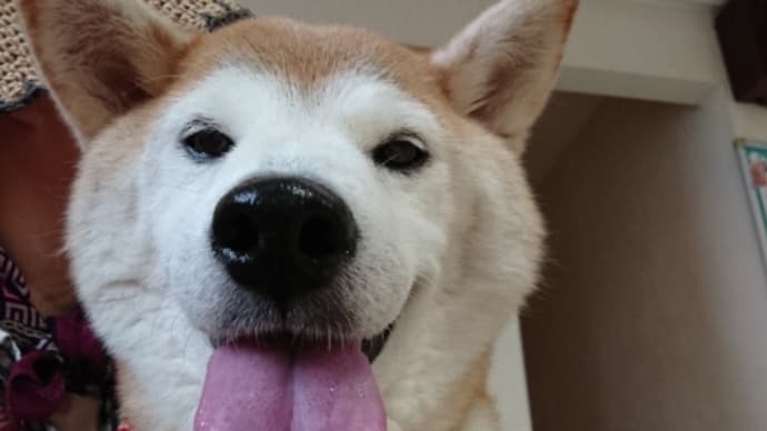 来楽ちゃんの足の抜糸をしました 190717