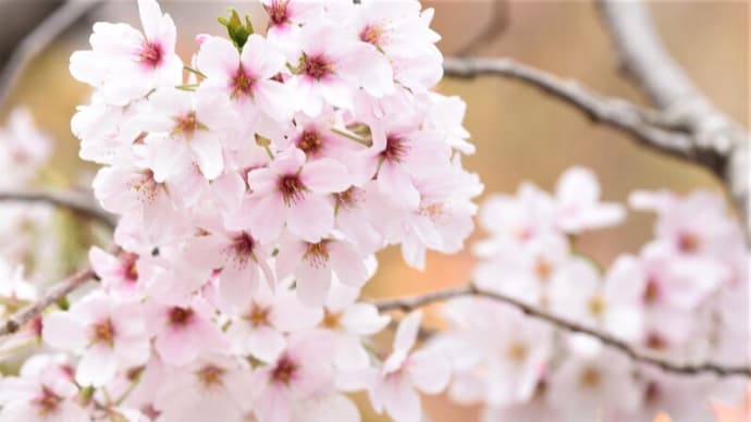 世の中にたえて桜のなかりせば…