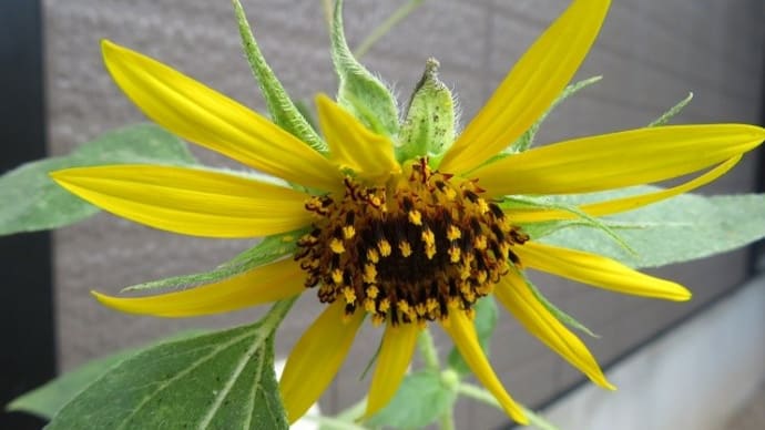 更に開花