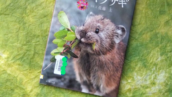 エゾナキウサギさん☘️写真絵本