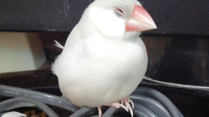 うとうとするシルバー文鳥ぽんちゃん