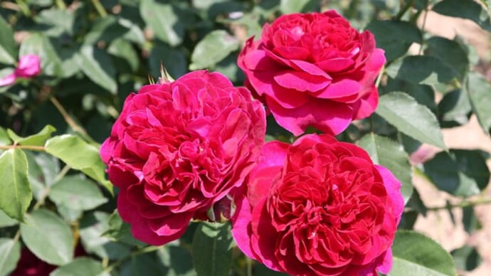 舞う薔薇のフラメンコを…!