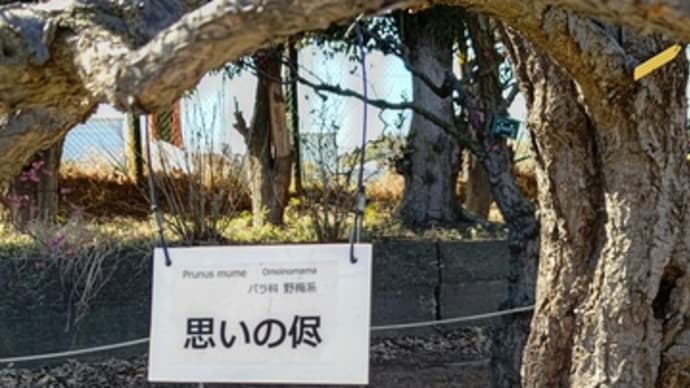 櫻観巡り、想い侭に