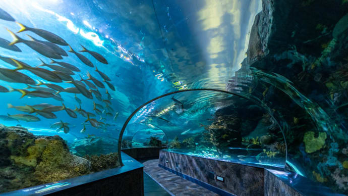 「世界の水族館ランキング②」~口語短歌と写真で綴る世界文化紀行