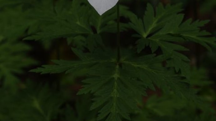 イチリンソウ‐房総丘陵