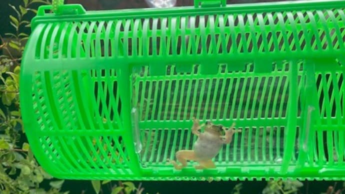アマガエル