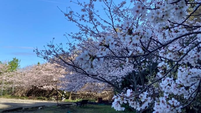 花見ウオークと東長(ひがなが)パソコン会