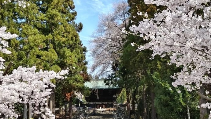 仙台東照宮の桜🌸(2024.4.12)