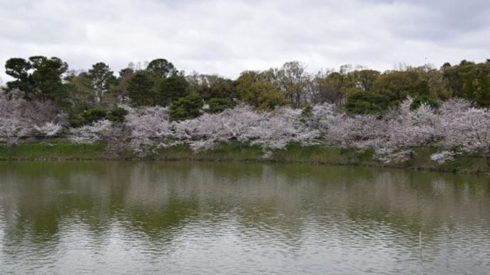 花博記念公園　鶴見緑地公園の桜