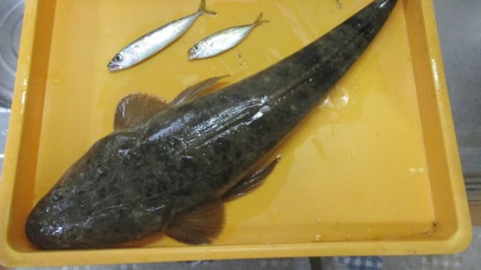 サビキの竿も出してみた。
