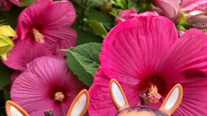 ロバくんとアメリカンフヨウの花