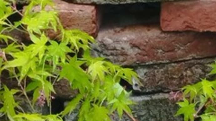 小さな中庭:my patio