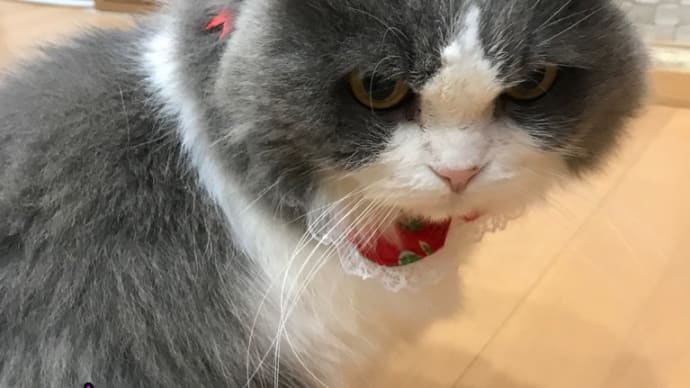 赤いリボン