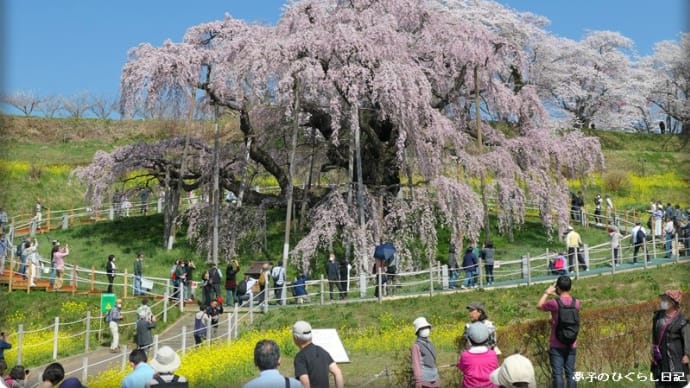 樹齢千年　三春の滝桜