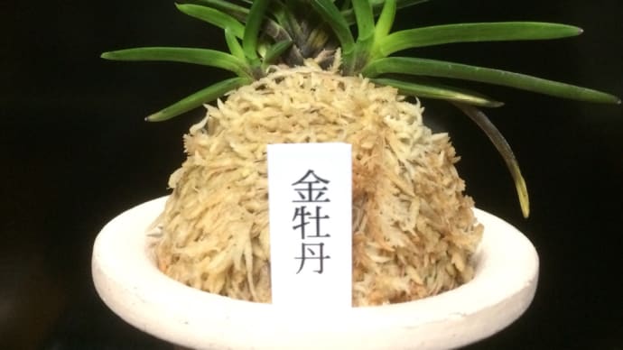金牡丹