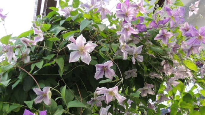 雨上がりの庭の花は強風で揺れている