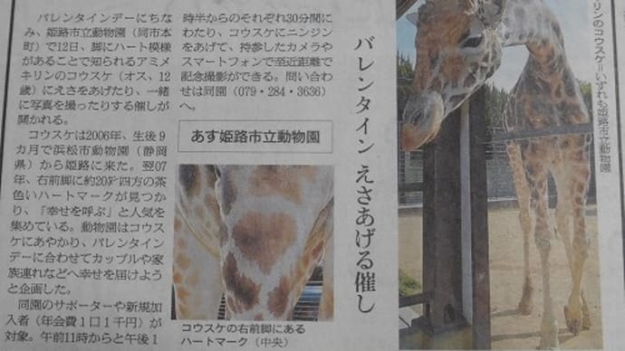 姫路市立動物園 ハート模様 きりん