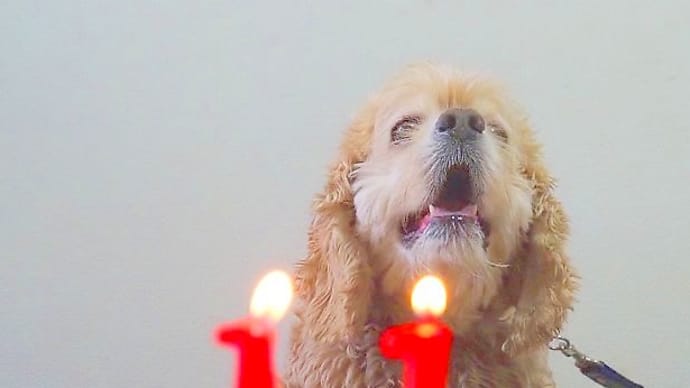 11歳☆