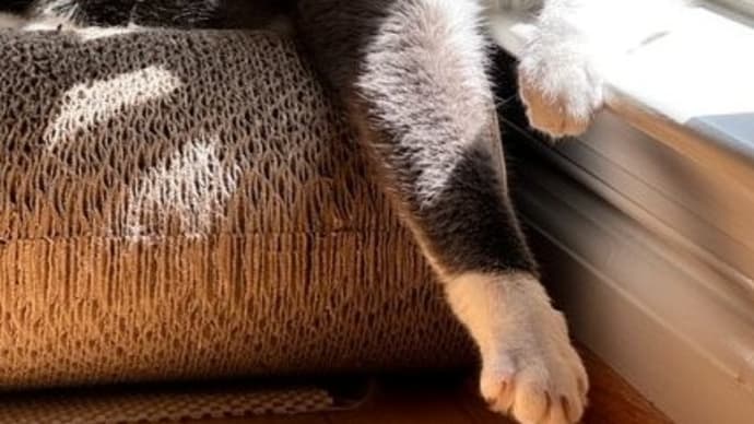 猫の災難日