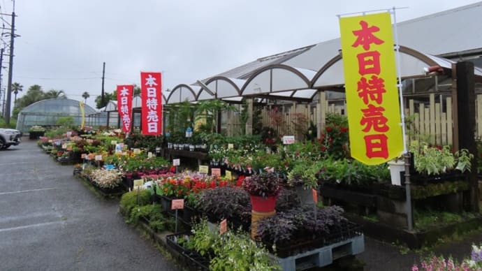 宮崎園芸特売日と宮崎川崎マンゴー