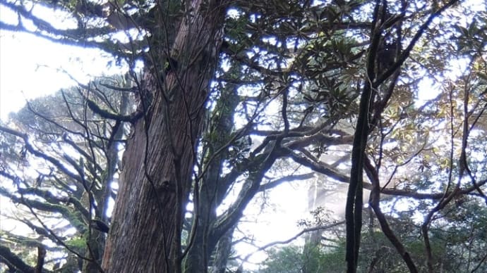 屋久島・宮之浦岳(2) 淀川登山口から淀川小屋へ