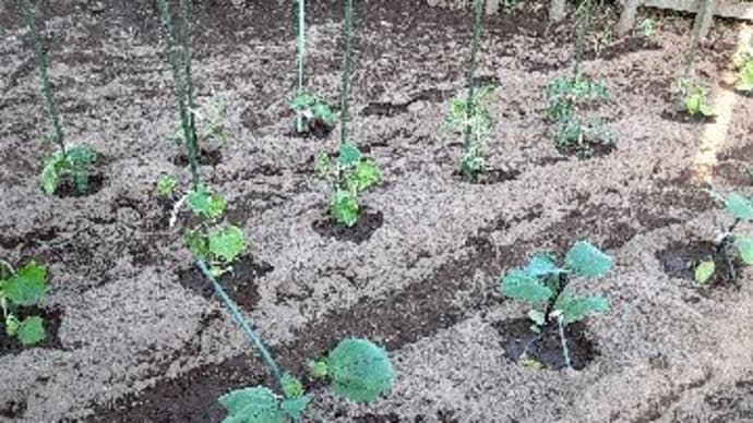 夏野菜を植え出した