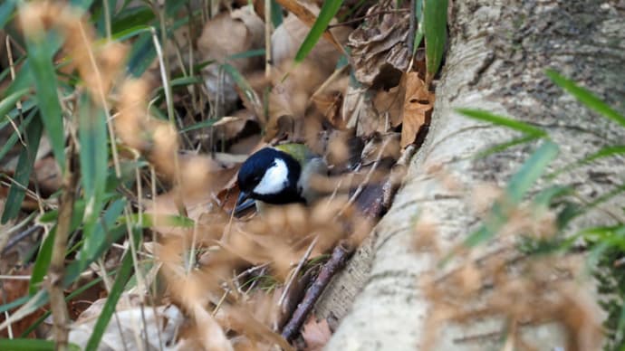 久しぶりの昆虫撮影