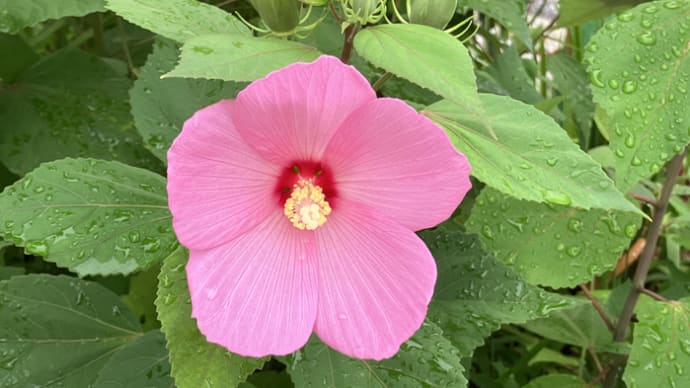 アメリカ芙蓉・タイタンビカスなどなど