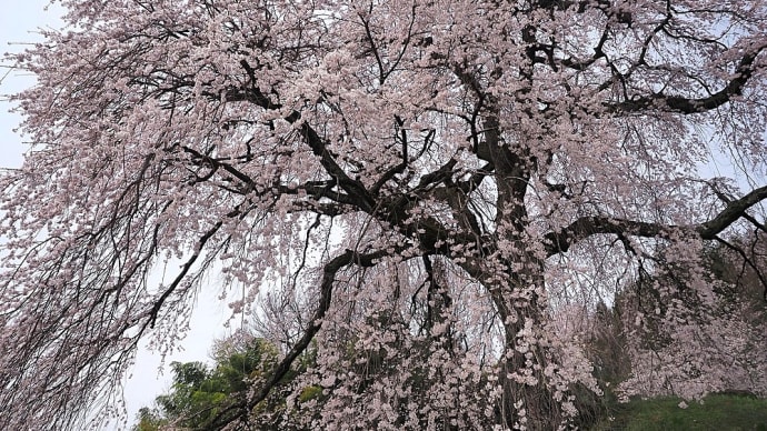 ★長野県飯田市の桜🌸(麻績の里 石塚桜)・春の花 2024